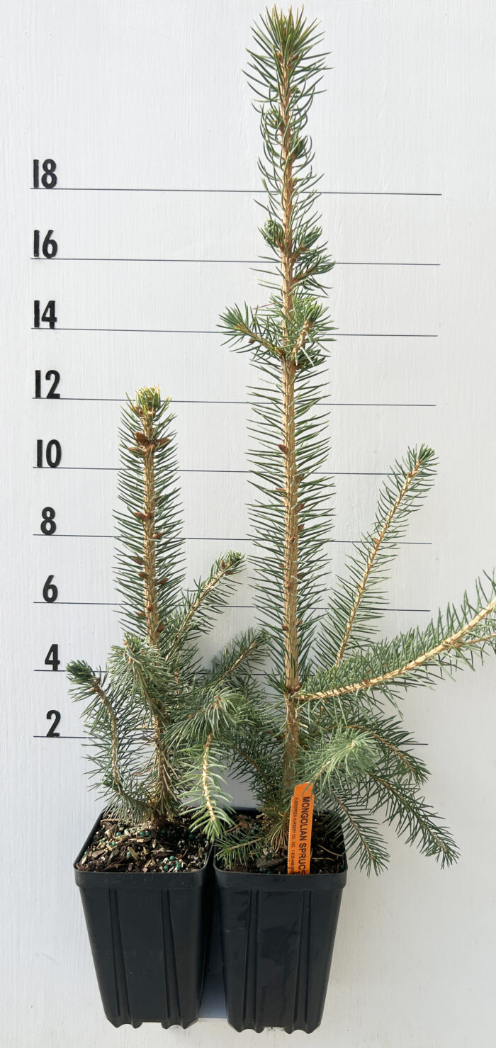 Evergreen Nursery Company Inc SPRUCE MONGOLIAN