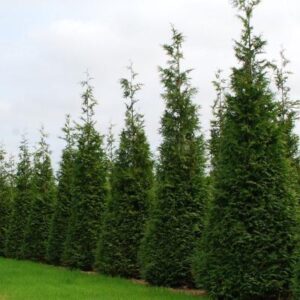 Evergreen Nursery Company Inc | ARBORVITAE WINTER GREEN