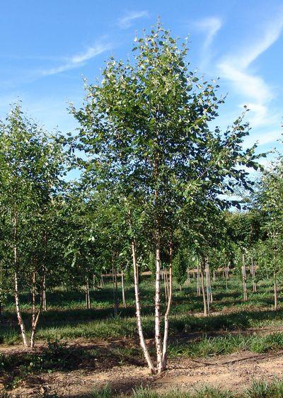 Evergreen Nursery Company Inc | BIRCH WHITESPIRE