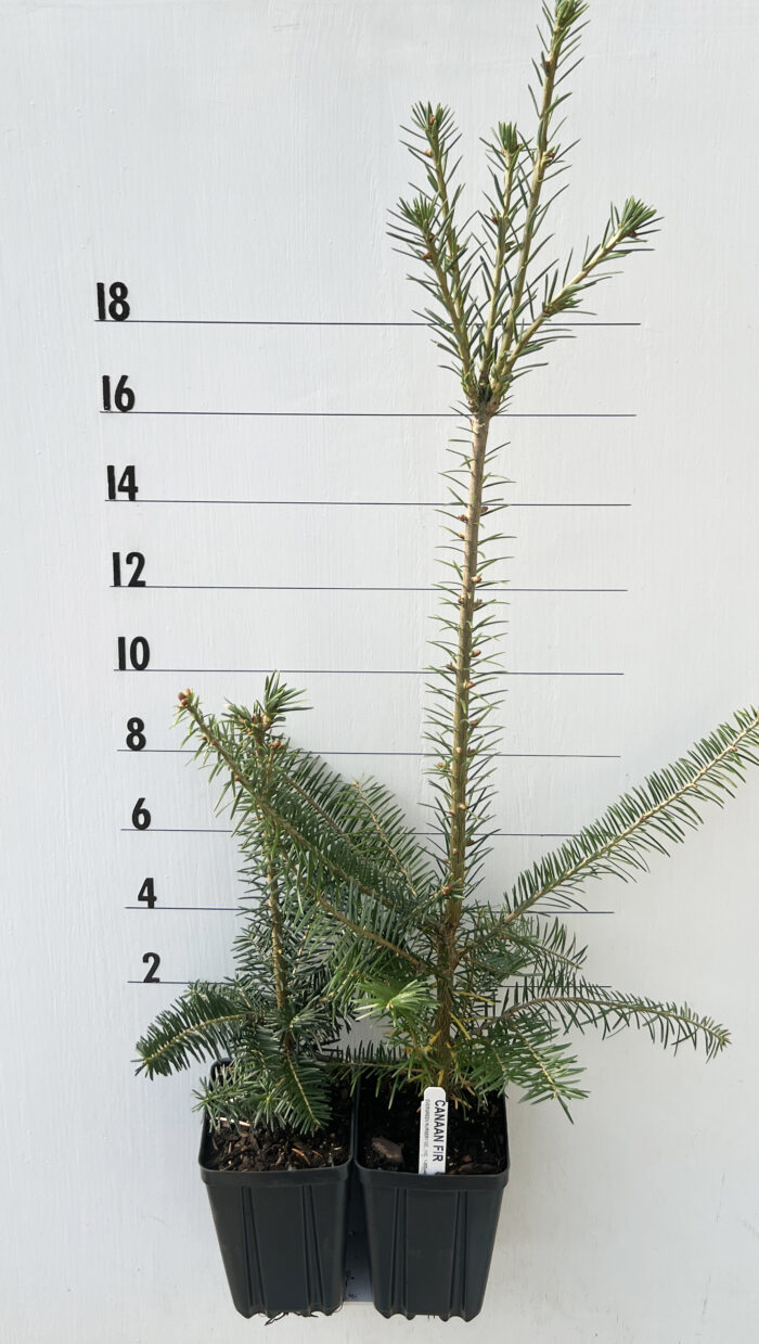 Evergreen Nursery Company Inc FIR CANAAN