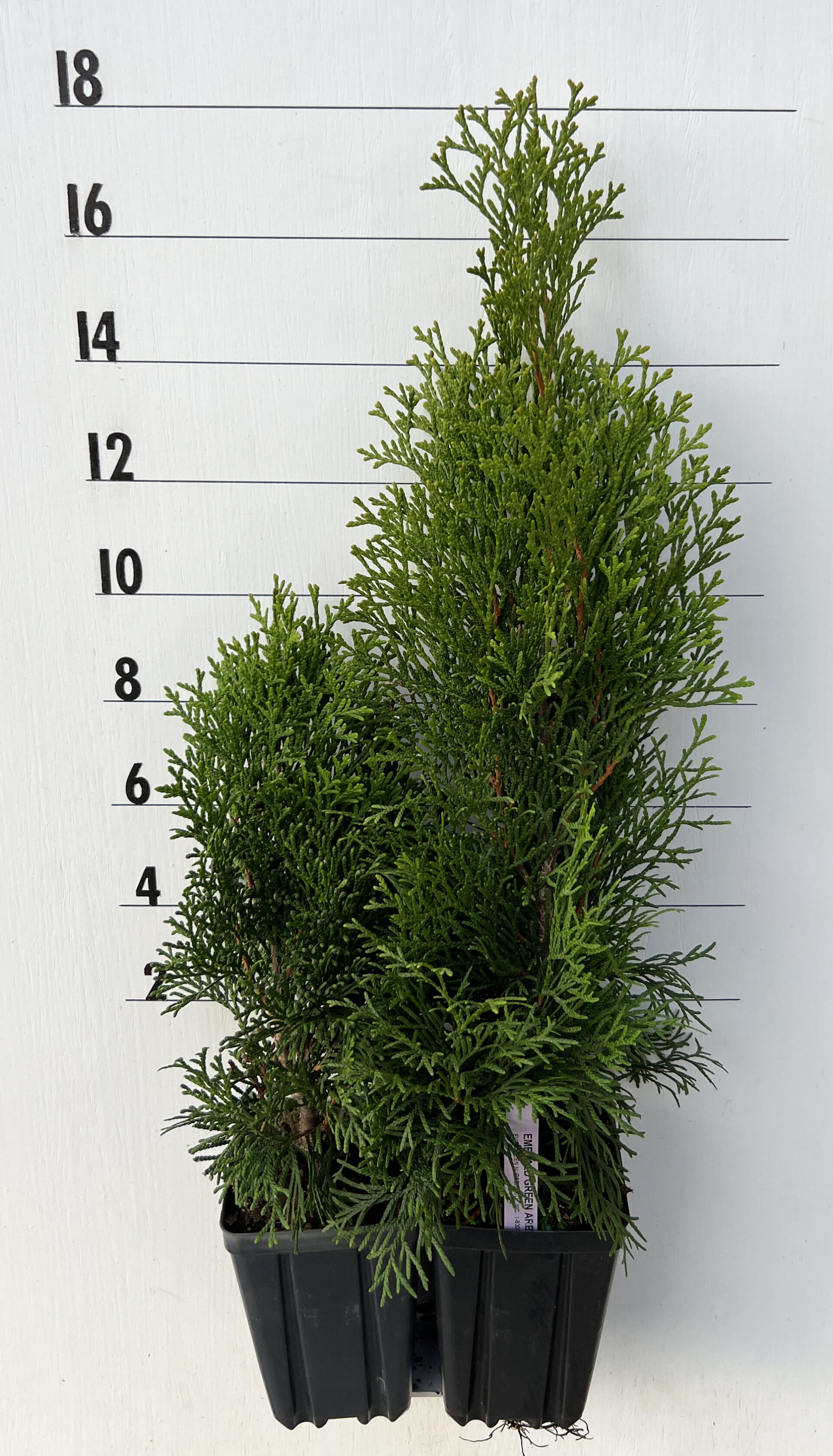 Evergreen Nursery Company Inc ARBORVITAE EMERALD GREEN   Emerald Green Qt 22 1920x3356 