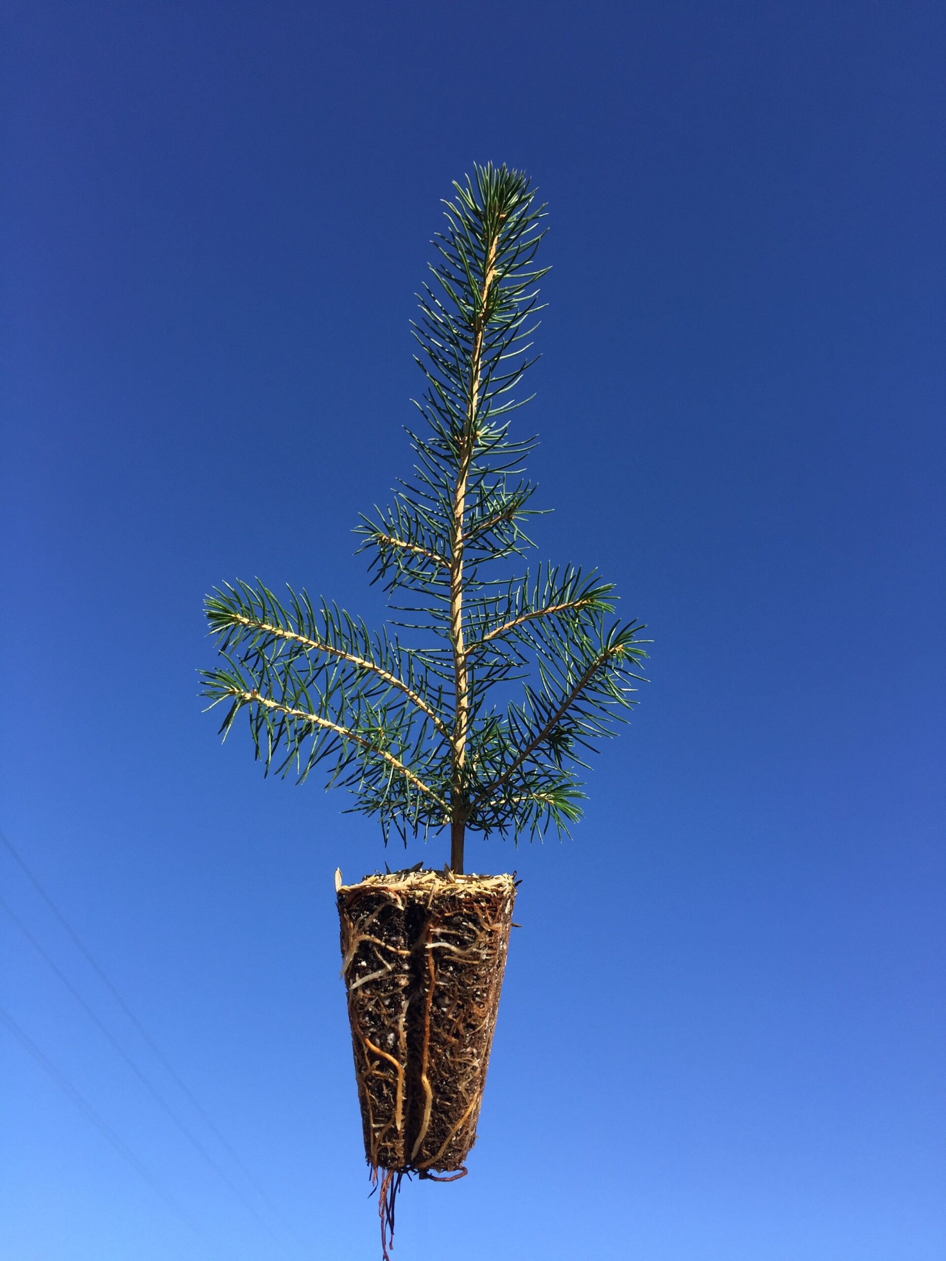 Fraser Fir Plug Seedlings - Evergreen Trees For Sale