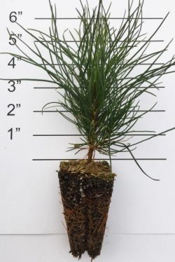 Evergreen Nursery Company Inc | PINE RED