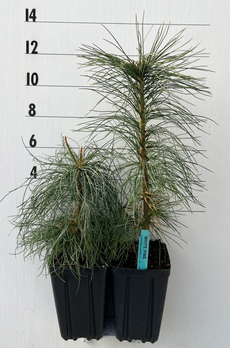 Evergreen Nursery Company Inc Pine White 