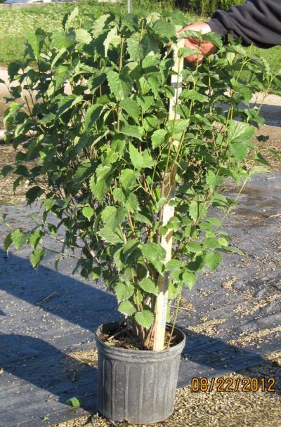 Evergreen Nursery Company Inc | VIBURNUM BLUE MUFFIN â€˜PWâ€™