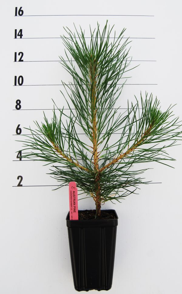 Evergreen Nursery Company Inc Pine Austrian