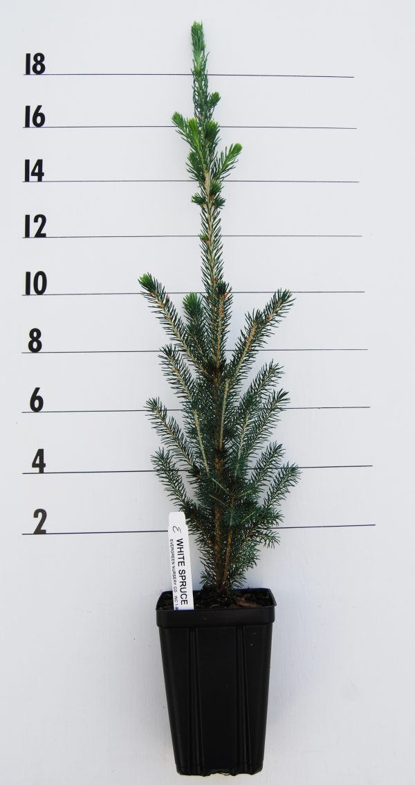 Evergreen Nursery Company Inc SPRUCE WHITE