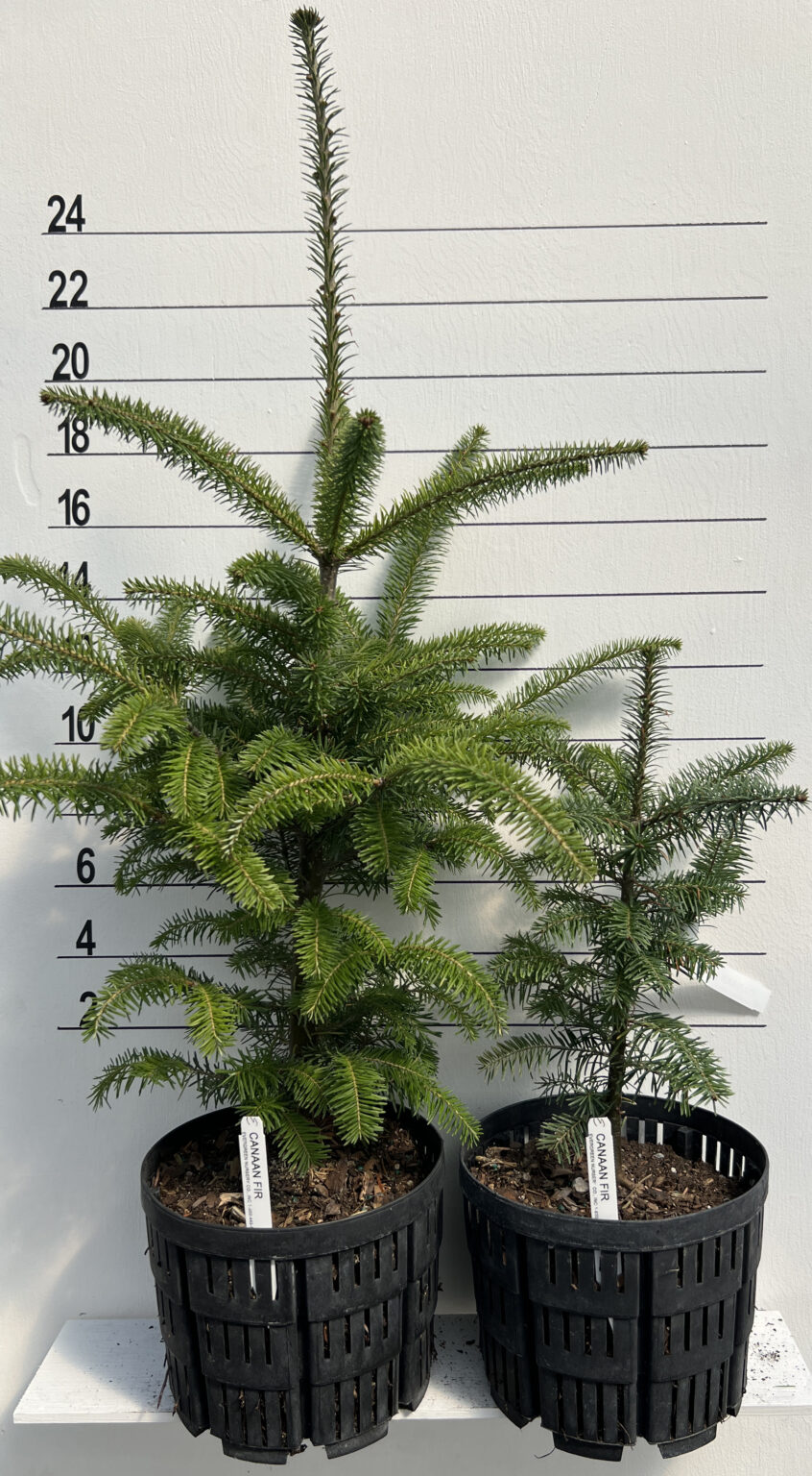 Evergreen Nursery Company Inc FIR CANAAN