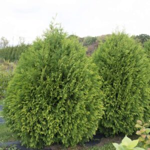 Evergreen Nursery Company Inc | ARBORVITAE CHEER DROPS® ‘PW’