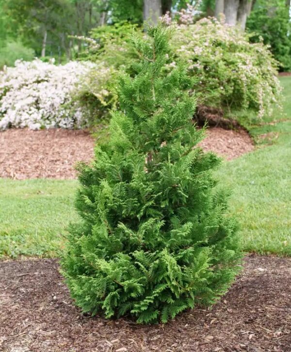 False Cypress Cedar Rapids®