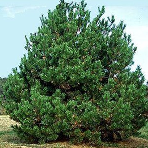 Pine Japanese Black