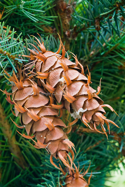 DOUGLAS-FIR - Image 5