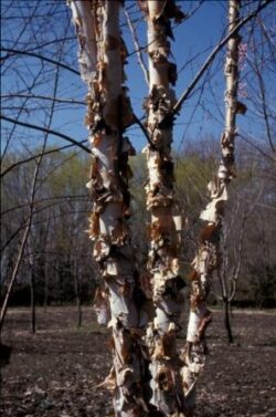 BIRCH NORTHERN TRIBUTE® - Image 3