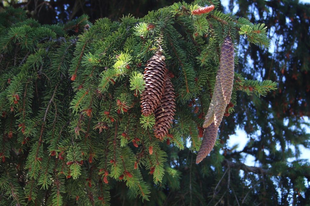 SPRUCE NORWAY - Image 8