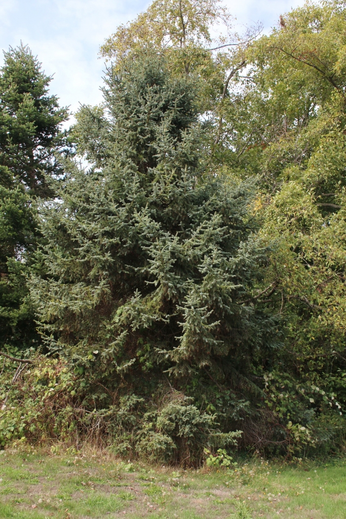 SPRUCE KOREAN