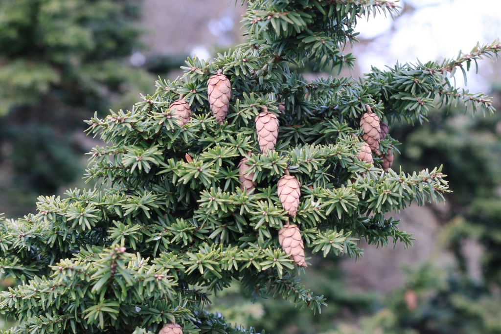 HEMLOCK CANADIAN - Image 5