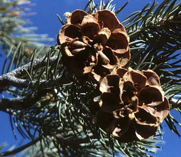 PINE PINYON - Image 4