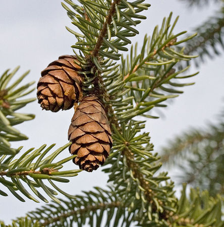 SPRUCE SERBIAN - Image 7