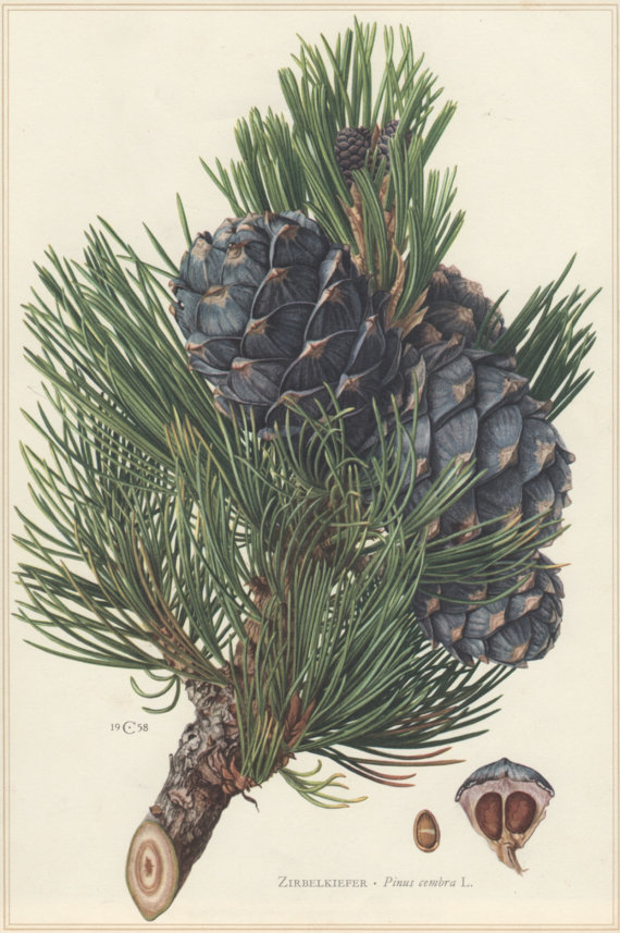 PINE SWISS STONE - Image 4