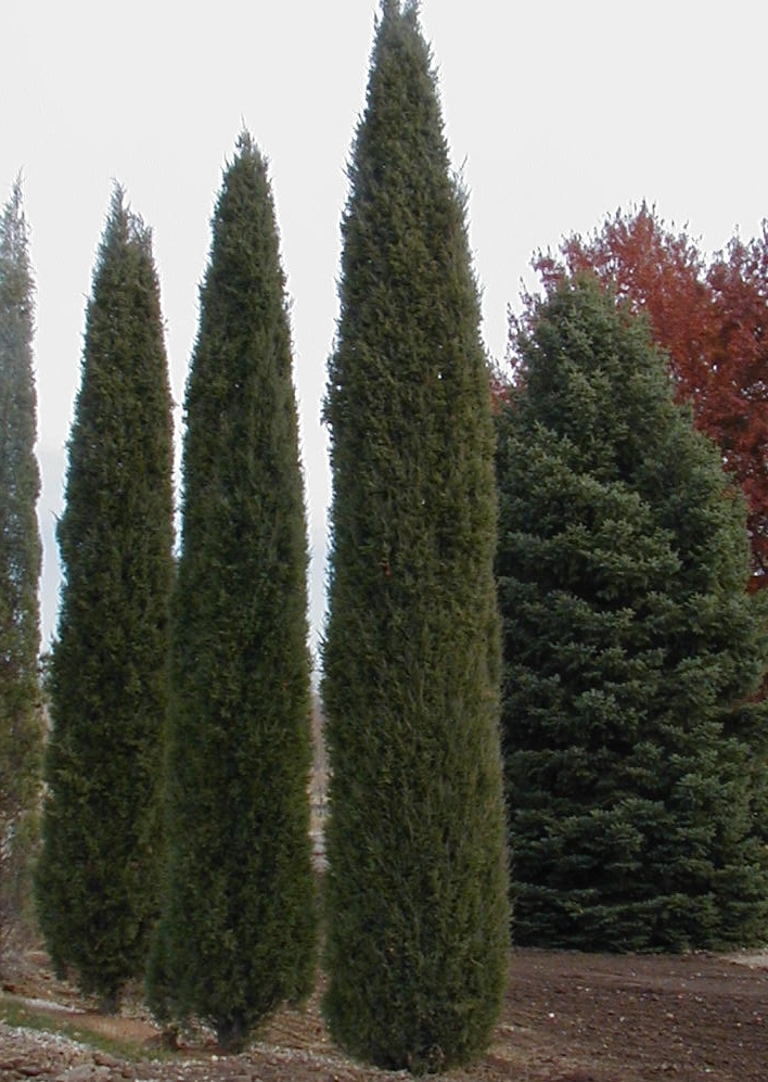 JUNIPER 'TAYLOR'