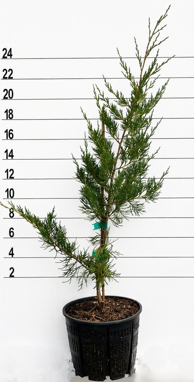 JUNIPER AQUAVITA™ 'PW' - Image 2