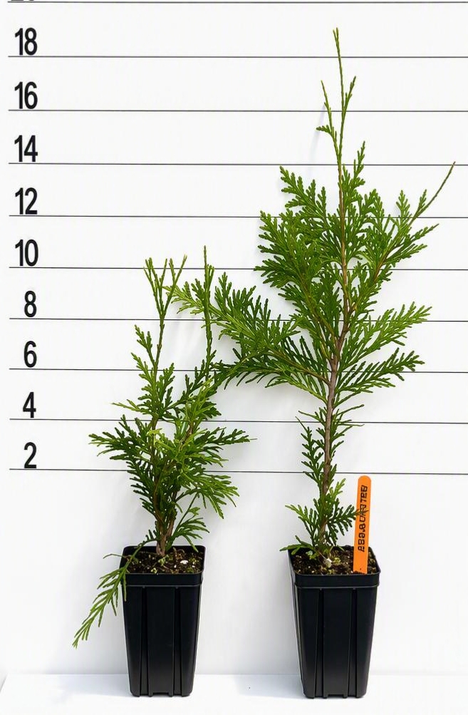 ARBORVITAE GREEN GIANT - Image 2