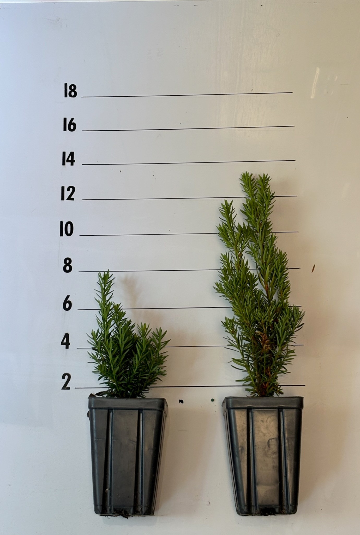 YEW STONEHENGE® 'PW' - Image 2