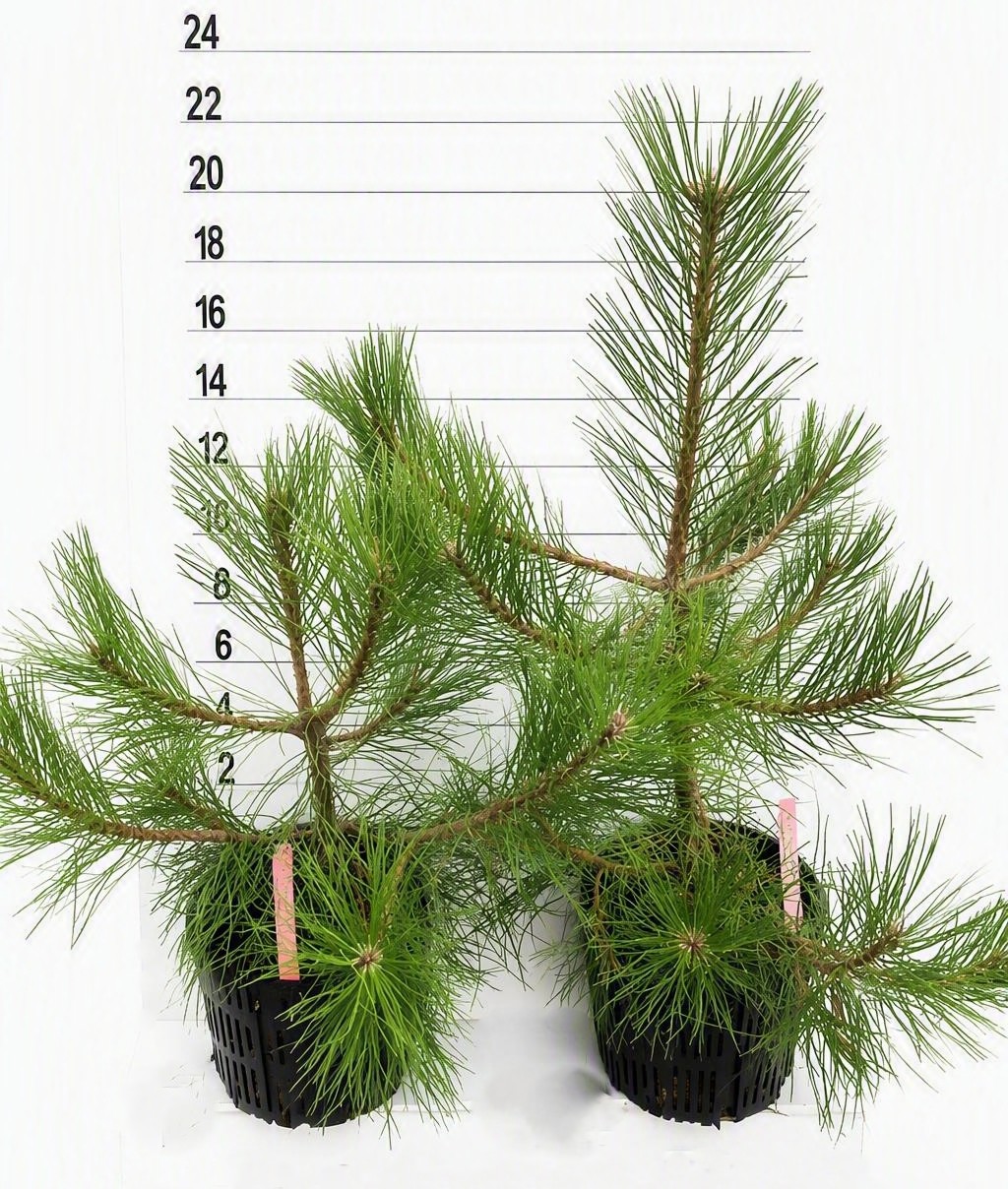 PINE AUSTRIAN - Image 5