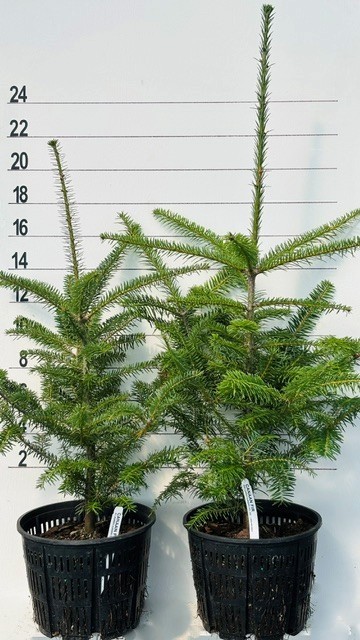 FIR CANAAN - Image 5