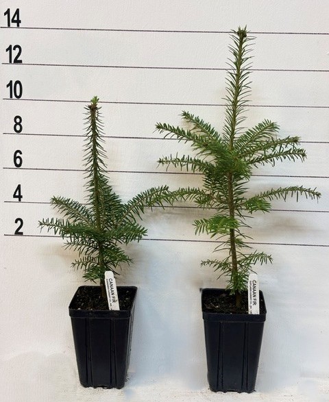 FIR CANAAN - Image 4