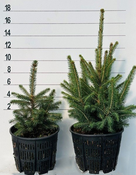 SPRUCE MEYER'S - Image 4