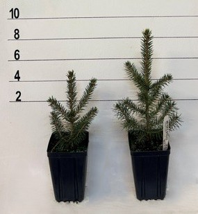 SPRUCE MEYER'S - Image 3