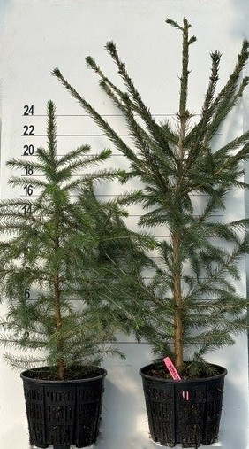 SPRUCE NORWAY - Image 5