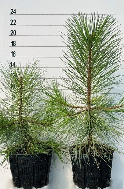 PINE PONDEROSA KAIBAB SEED
