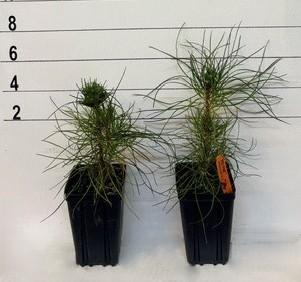 PINE RED - Image 3