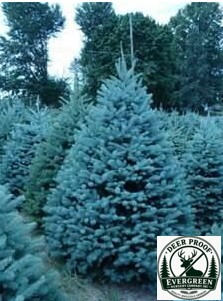 SPRUCE COLORADO