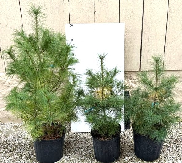 PINE WHITE - Image 6